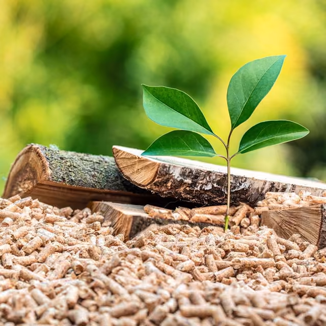 Young plant on pellets shown on the homepage of the Prix Pellets site